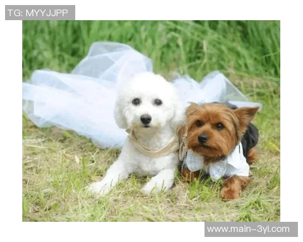 张伯霖分享摇篮舞庆祝喜讯家中爱犬迎来两只可爱小狗出生